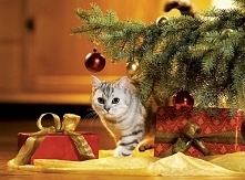 kociak! jeszcze 26 dni ;<