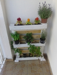 półka z palet na zioła i kwiaty