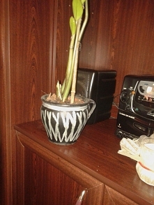 Odnowiony stary garnuszek który posłużył jako doniczka