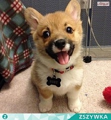 corgi