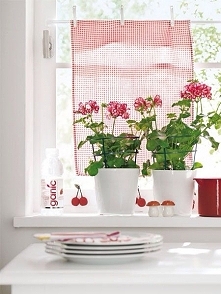 zazdroska na klamerkach :)