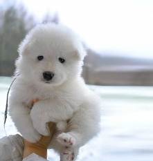 Samoyed