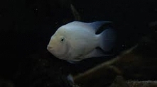 rybka:)