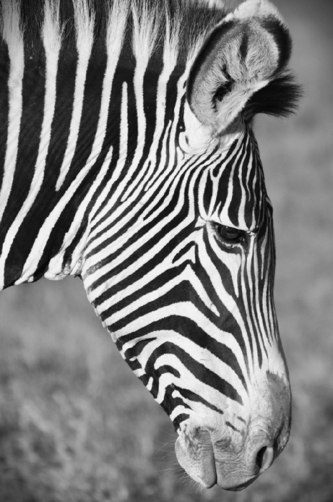 #zebra
