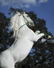 Lipizzan