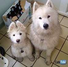 Padało na dworze i takiej okazji nie mogły zmarnować. Wszystkie kałuże zaliczone.