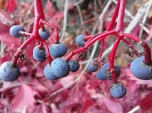 więcej zdjdęć po kliknięciu :)