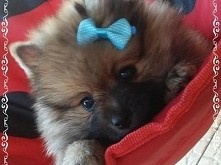 Pomeranian❤