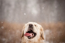 let it snow