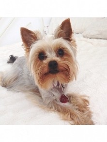 ♥♥ My dog Louis ♥♥