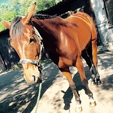 najwspanialsza klacz na świ...