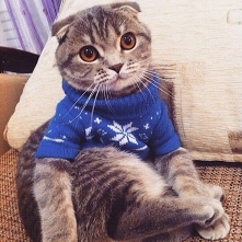 Koteł też się wystroił i czeka na   Wigilijne obżarstwo:)