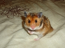 Mój chomik GAPCIO. Love