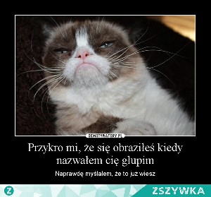 Grumpy Cat