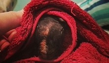 Moja świnka morska o^o