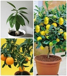 Które drzewko lepsze do posadzenia w domu? Avocado? Mandarynka? Cytryna? Proszę doradźcie :D