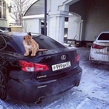 cars,  black,  little lion, lexus