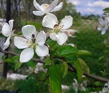 kwiaty jabłoni :)