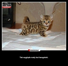 kot bengalski