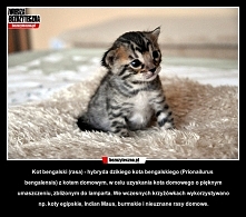 Kot bengalski