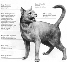 Kot rosyjski niebieski wyróżnia się swoim dystyngowanym wyglšdem, co zawdzięcza smukłej, wydłużonej sylwetce i krótkiemu, srebrzystoniebieskiemu futerku, które przypomina plusz ...