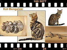 Kot Bengalski