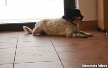 PILNIE POTRZEBNY DOM!!!!!
Chociaż tymczasowy!! 
Majkel to piesek który uwielbia człowieka i przytulanie, niestety jest chory na serduszko musi dwa razy dziennie przyjmować leki.