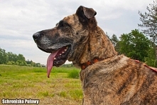 To Sara. Sara lubi spacery, człowieka i smakołyki nie przepada za innymi psami. Ma około 8 lat. Ma coś z Doga Niemieckiego