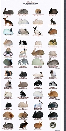 Rabbit breeds recognized by the American Rabbit Breeds Assoication- except the newest breed as of November 2013 (the loinhead)