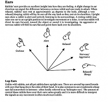 Rabbits also speak! 'If you love your rabbits, and want to understand them better, then buy this book.' --Rabbit Welfare Association