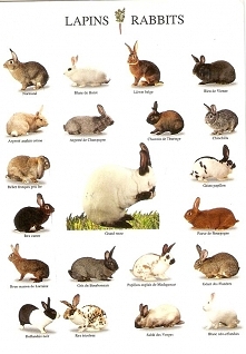 a chart of some rabbit breeds