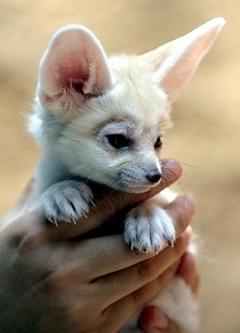 Fennec fox. I will know I need to marry the man who buys me one of these ♥