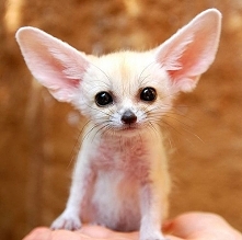 Fennec fox!
