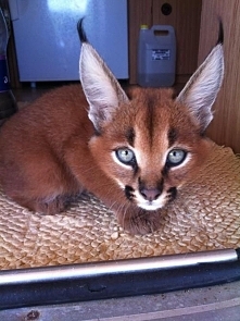 caracal