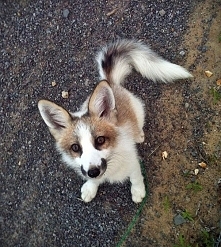 canadian marble fox