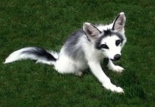 Kira the Canadian Marble Fox