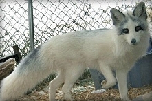 Canadian Marble Fox
