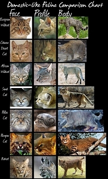 wild cat species comparison chart (Domestic-Like Cats)