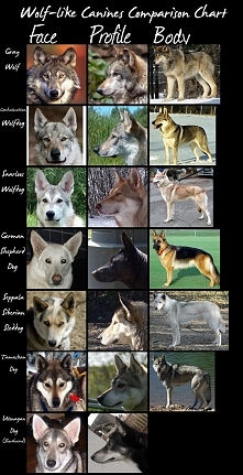 Wolf-like Dogs Chart-Huge by