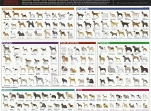 Dog Breeds Picture Chartevolutionary Thinking Evolutionevidenceorg A New Method For Adfp | Dog Breed Wallpaper