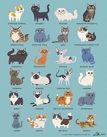 Cats!