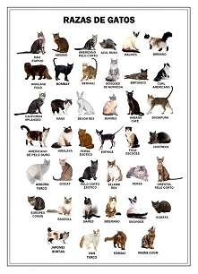 Cat breeds