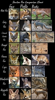 Similar Fox Comparison