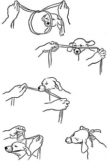 How to place a gauze muzzle- A shoelace works just as well. great tip for those that need to handle an injured dog
