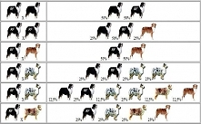 Australian Shepherd Color Genetics Charts