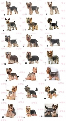 Different ways to groom a Yorkie!