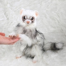 Fel the Lucky Ferret