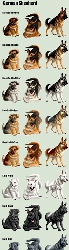 German Shepherd Dog Coat Colors Can we say German Shepherd?