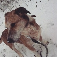 Znów Silla :) Jest taka piękna, modra, przywiązana i bez domu bez ciepła :( Niech nie spedzi kolejnego roku w schronisku :( (woj. lubelskie)