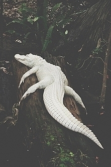 biały-krokodyl *.*